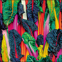 rainbow-chard