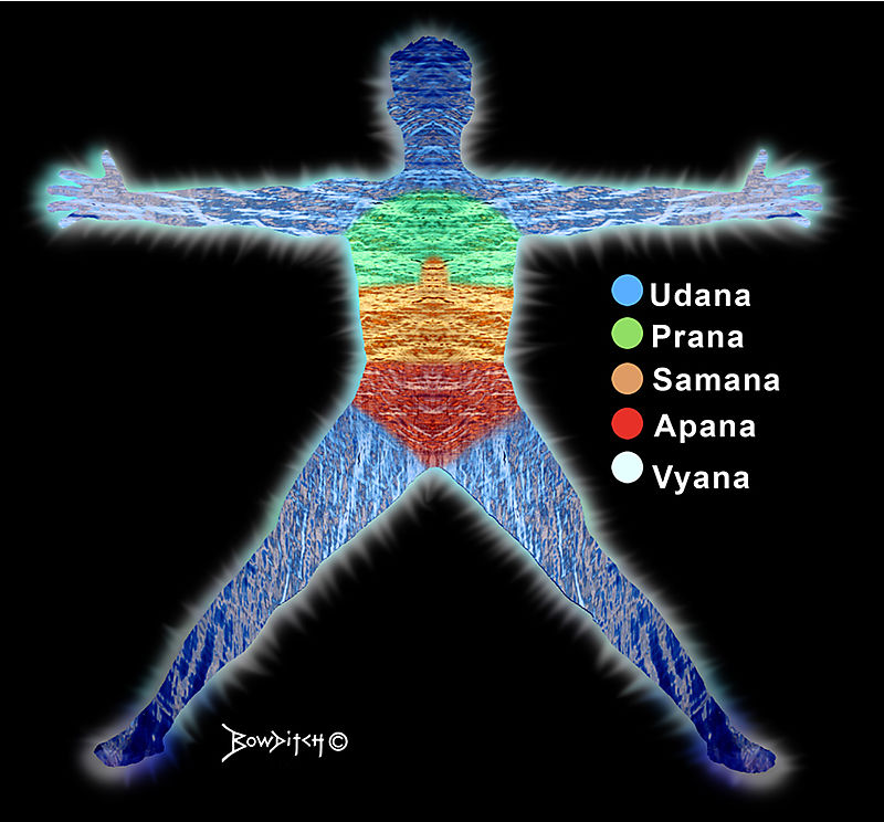 The 5 Prana Vayus A Guest Post Five Points Yoga